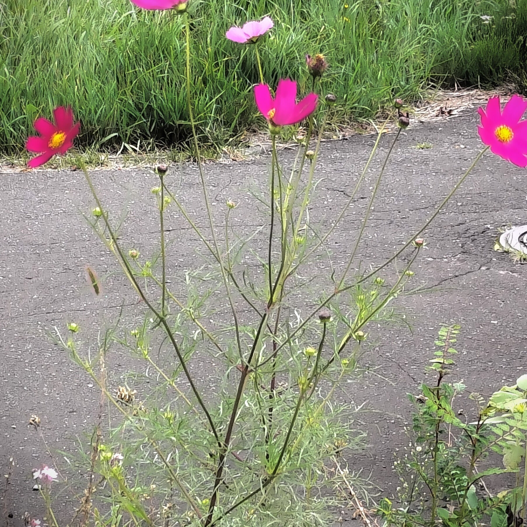 こんにちは、セレモニーホールです(*'ω'*)